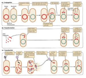 AP Biology slyacademy.com